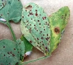 Uromyces anthyllidis