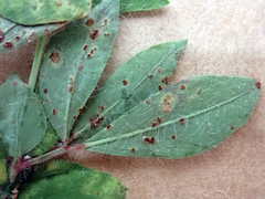 Uromyces anthyllidis