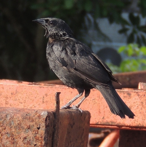 Chopi Blackbird (Gnorimopsar chopi), photo 5