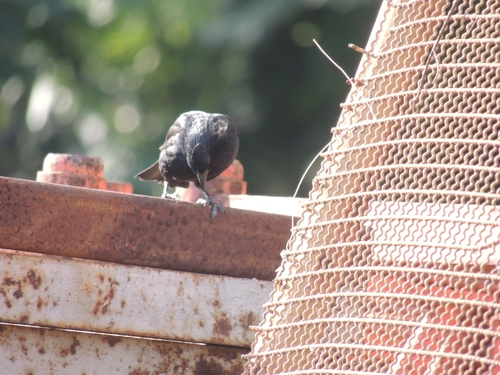 Chopi Blackbird (Gnorimopsar chopi), photo 6