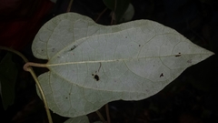 Aristolochia enricoi image