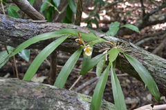 Aspasia principissa
