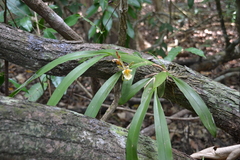 Aspasia principissa, photograph (c) Letizia Weichgrebe, some rights reserved (CC BY)