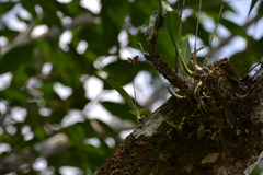 Polystachya foliosa, photograph (c) Letizia Weichgrebe, some rights reserved (CC BY)