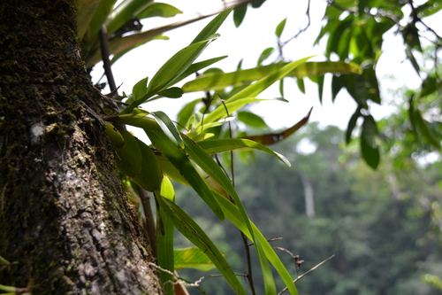 Maxillaria lutescens, photograph 5