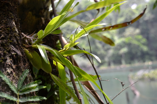 Maxillaria lutescens, photograph 4