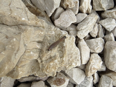 Acanthoiulus fuscipes