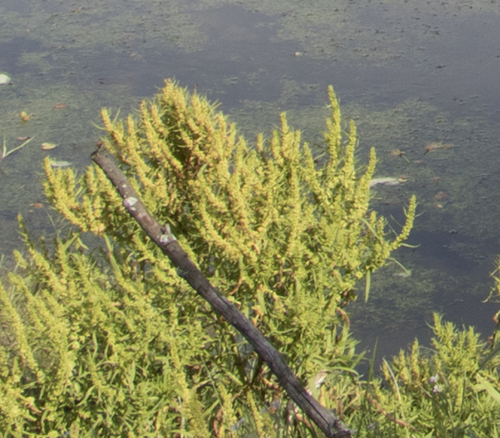 Golden Dock (Rumex maritimus)