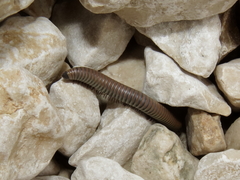 Acanthoiulus fuscipes