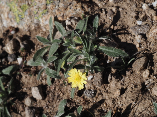 Pilosella peleteriana, 2025-07-18