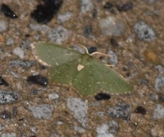 Chloropteryx nordicaria