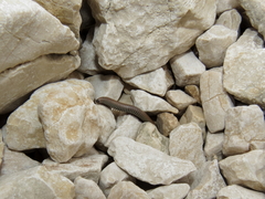 Acanthoiulus fuscipes