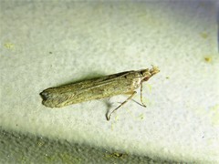 Dichomeris ligulella
