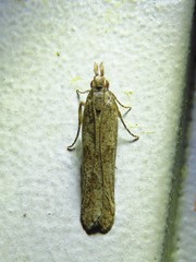 Dichomeris ligulella