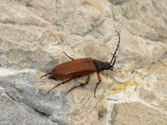 Cebrioninae