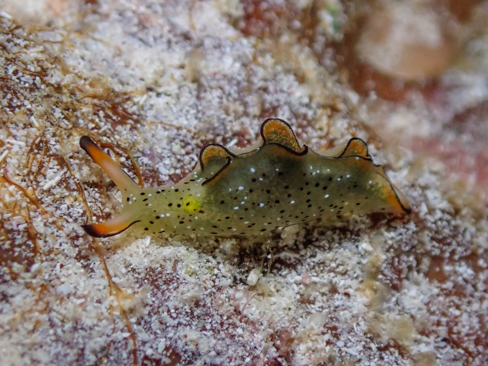 華麗海天牛 Elysia ornata