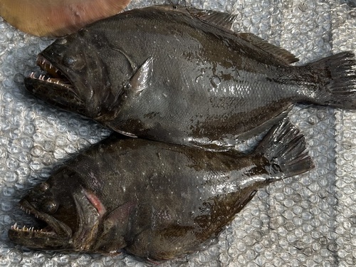Indian halibut (Psettodes erumei) — Psettodidae