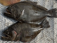 Indian Halibut photo 4