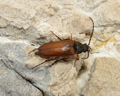 Cebrioninae