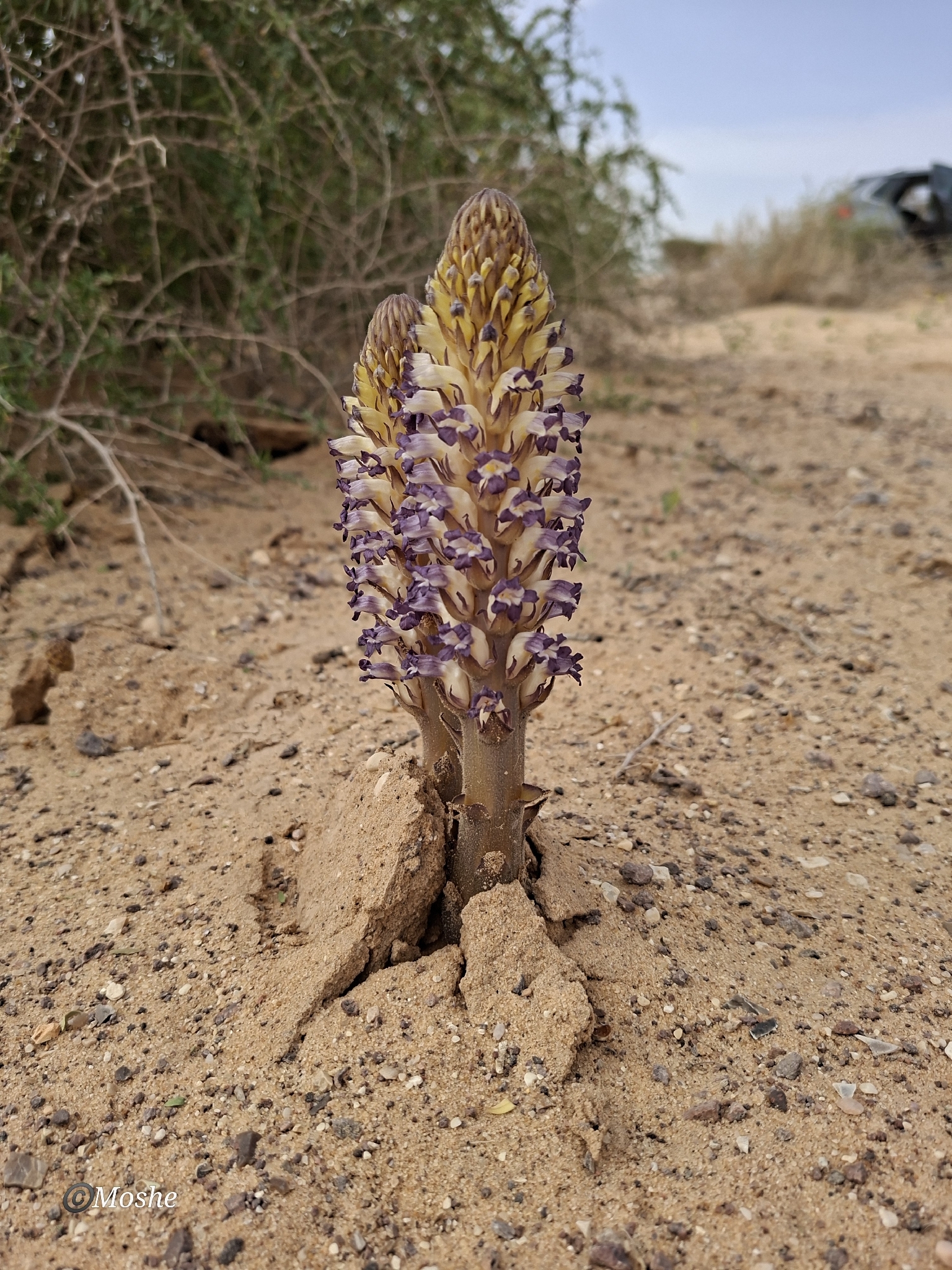 Nodding broomrape