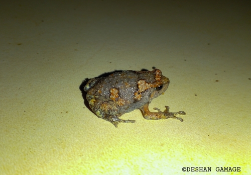 Painted Globular Frog