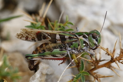 Oedaleus decorus