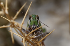 Oedaleus decorus