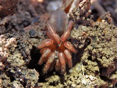 Myrmekiaphila comstocki