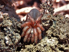 Myrmekiaphila comstocki