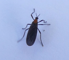 Plecia ruficollis