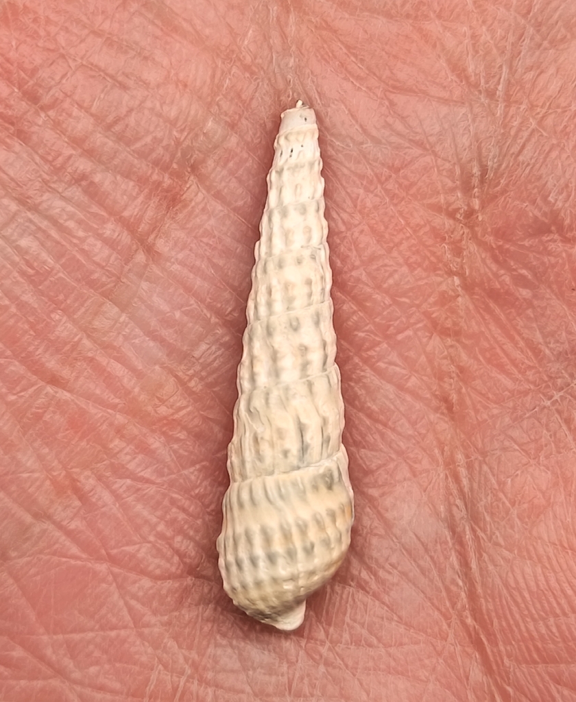 Terebra bellanodosa