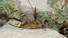 Ephippiger discoidalis