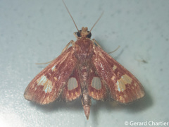 Chalcidoptera emissalis