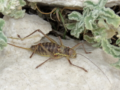 Ephippiger discoidalis