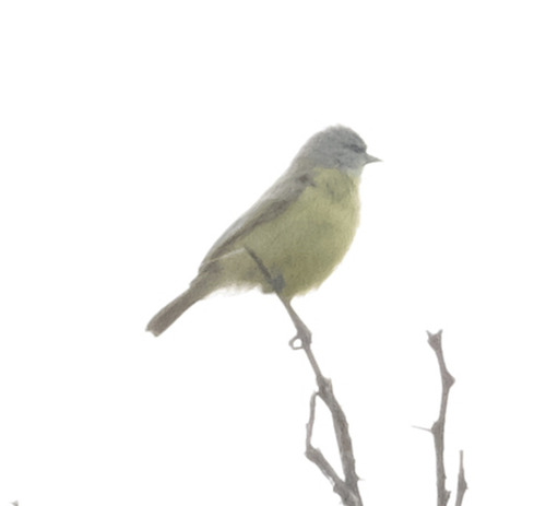 Cape Penduline Tit (Anthoscopus minutus)