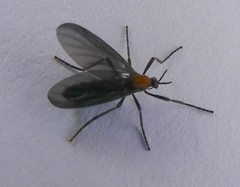 Plecia ruficollis