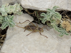 Ephippiger discoidalis