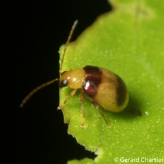 Monolepta bifasciata