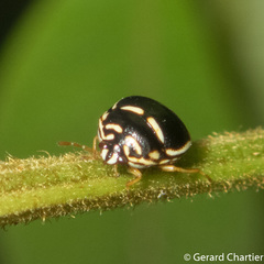 Coptosoma variegatum