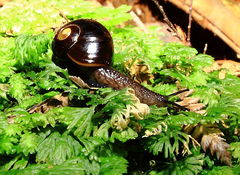 Victaphanta compacta