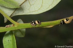 Coptosoma variegatum