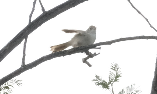 Rattling Cisticola (Cisticola chiniana), photo 2