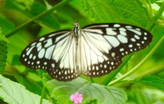 Ideopsis juventa