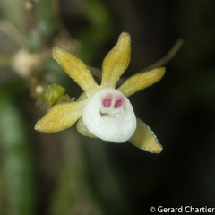 Taeniophyllum pusillum