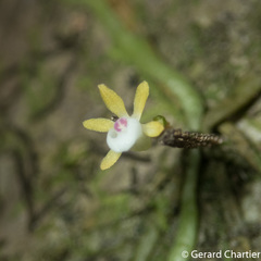 Taeniophyllum pusillum