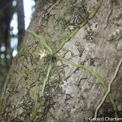 Taeniophyllum pusillum