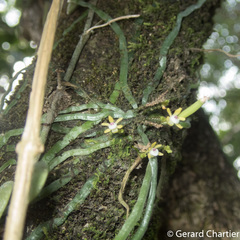 Taeniophyllum pusillum