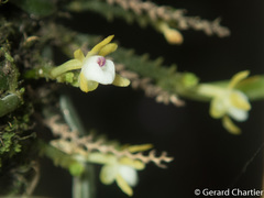 Taeniophyllum pusillum