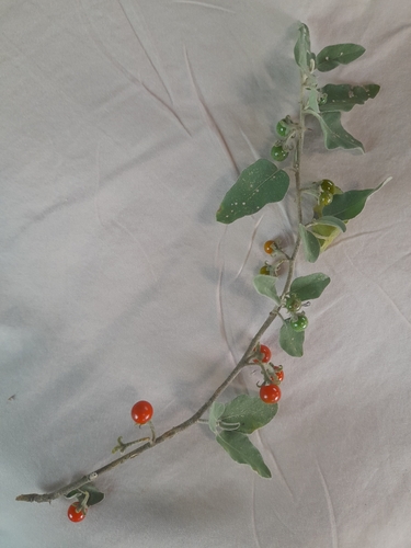 Solanum catombelense