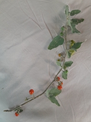 Solanum catombelense
